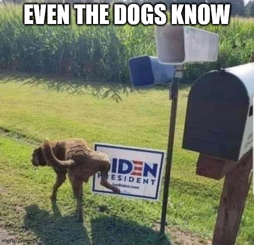 DOGS ARE SMARTER THAN LIBERALS | EVEN THE DOGS KNOW | image tagged in sad joe biden | made w/ Imgflip meme maker