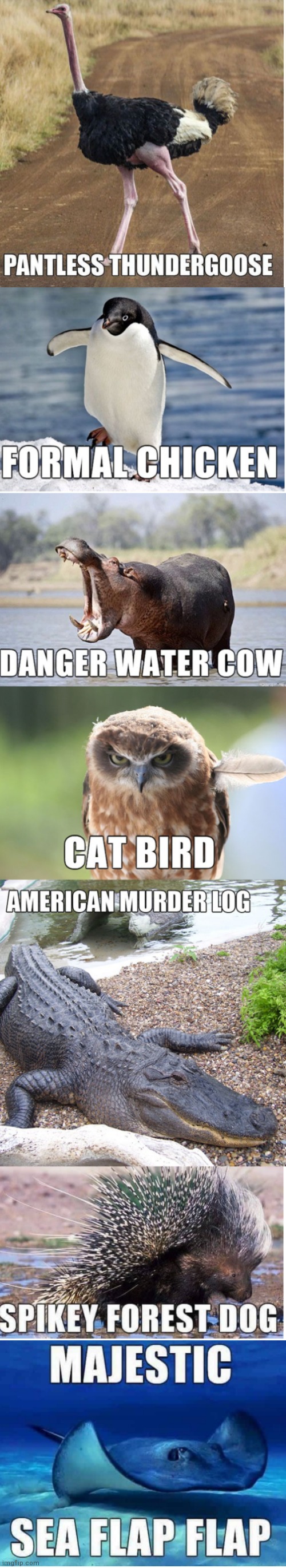 How animals should be named part 3 | image tagged in animals,honk | made w/ Imgflip meme maker