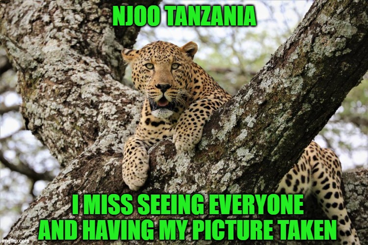 I miss everyone | NJOO TANZANIA; I MISS SEEING EVERYONE AND HAVING MY PICTURE TAKEN | image tagged in leopard,tanzania,miss you | made w/ Imgflip meme maker