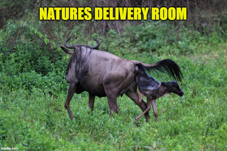 Natures Delivery Room | NATURES DELIVERY ROOM | image tagged in nature,wildebeast,baby,tanzania,delivery room,delivery | made w/ Imgflip meme maker