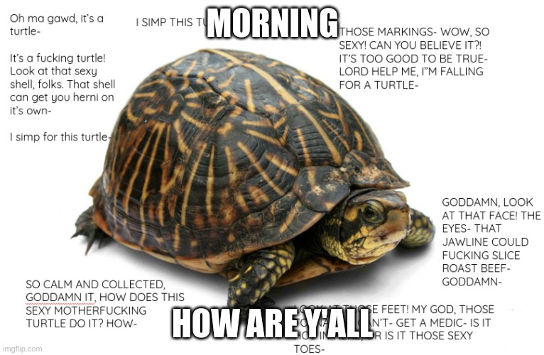 lmfao | MORNING; HOW ARE Y'ALL | image tagged in turtle | made w/ Imgflip meme maker