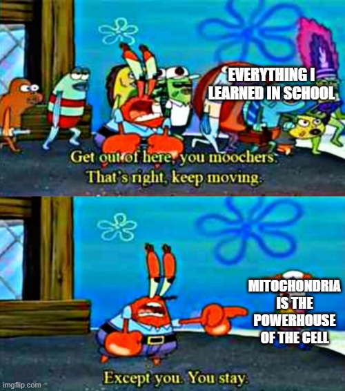  EVERYTHING I LEARNED IN SCHOOL; MITOCHONDRIA IS THE POWERHOUSE OF THE CELL | image tagged in except you you stay | made w/ Imgflip meme maker