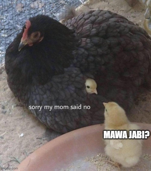 Mawa jabi? | MAWA JABI? | image tagged in funny | made w/ Imgflip meme maker