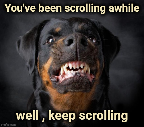 Isn't he cute | You've been scrolling awhile; well , keep scrolling | image tagged in dog growl,enough is enough,cute dog,memes | made w/ Imgflip meme maker