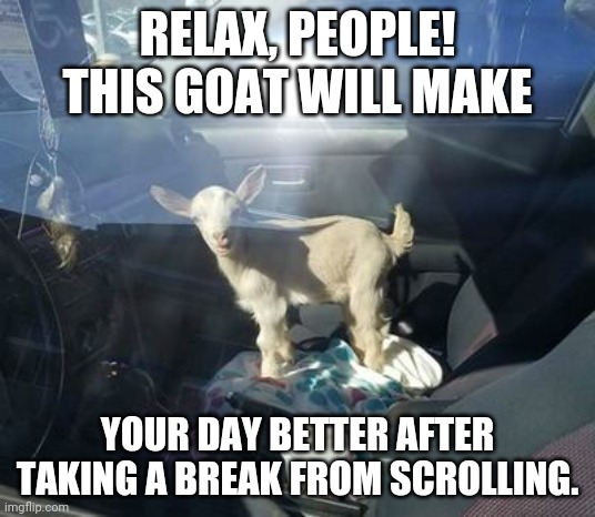 Looking for a goat? | RELAX, PEOPLE! THIS GOAT WILL MAKE; YOUR DAY BETTER AFTER TAKING A BREAK FROM SCROLLING. | image tagged in goat,cats,dogs,animals,memes,gifs | made w/ Imgflip meme maker