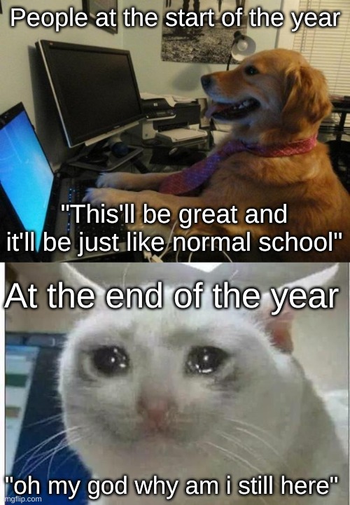 The truth | People at the start of the year; "This'll be great and it'll be just like normal school"; At the end of the year; "oh my god why am i still here" | image tagged in dog behind a computer,crying cat | made w/ Imgflip meme maker