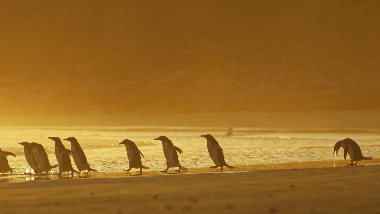 penguin puking Blank Meme Template