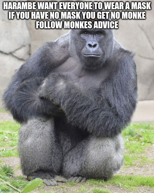 Daily Dose Of Harambe. THE BIG BAD RETURN!!!!!! | HARAMBE WANT EVERYONE TO WEAR A MASK
IF YOU HAVE NO MASK YOU GET NO MONKE
FOLLOW MONKES ADVICE | image tagged in harambe | made w/ Imgflip meme maker