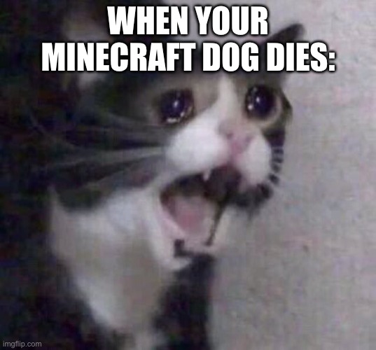 Sad | WHEN YOUR MINECRAFT DOG DIES: | image tagged in crying cat,sad,why | made w/ Imgflip meme maker