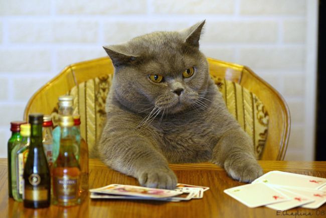 image tagged in funny,cats,animals