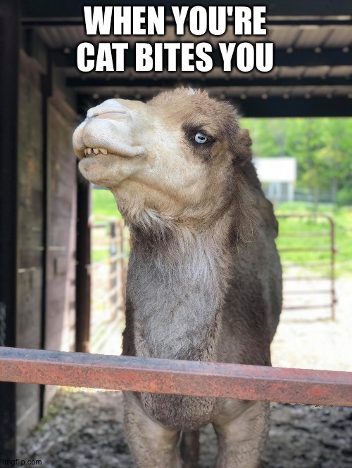 The camel you've been wanting | WHEN YOU'RE CAT BITES YOU | image tagged in the camel you've been wanting | made w/ Imgflip meme maker