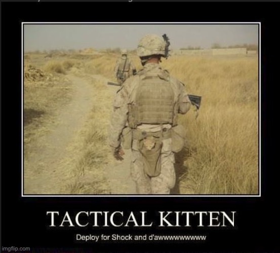 Don’t let the cuteness fool you, that thing is lethal | image tagged in kittens,military | made w/ Imgflip meme maker