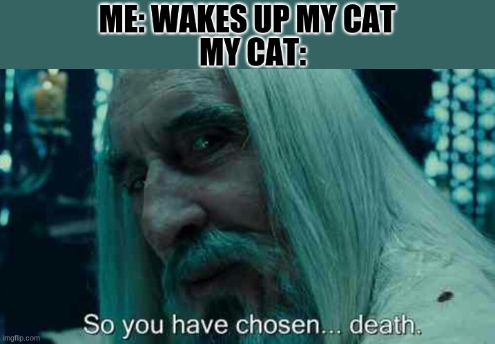 Sequel to https://imgflip.com/i/58zf8w | MY CAT:; ME: WAKES UP MY CAT | image tagged in so you have chosen death,cats | made w/ Imgflip meme maker