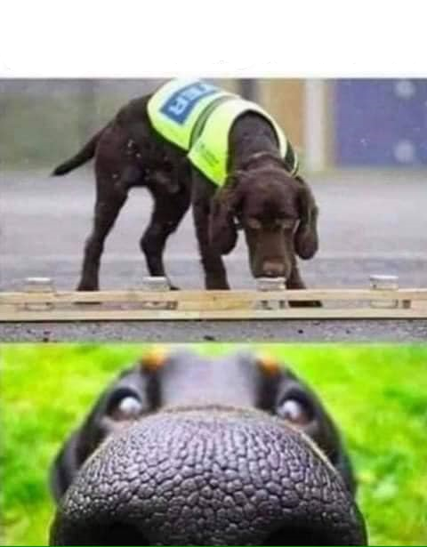 Trained To Sniff Out_____ Blank Meme Template