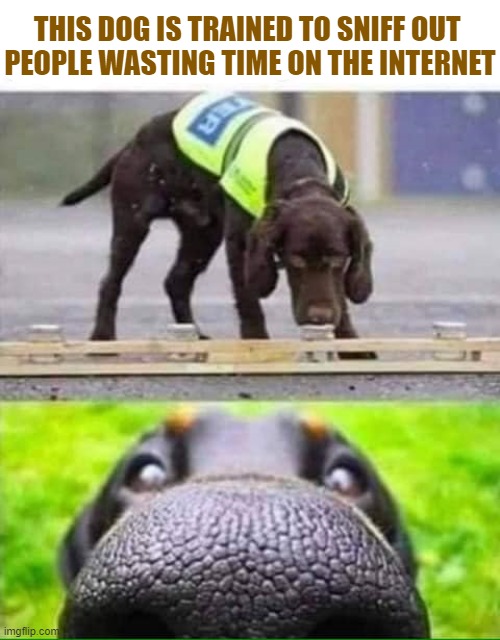 BUSTED! | THIS DOG IS TRAINED TO SNIFF OUT 
PEOPLE WASTING TIME ON THE INTERNET | image tagged in trained to sniff out_____,funny memes | made w/ Imgflip meme maker