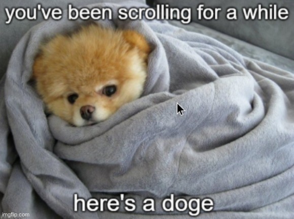 doge | image tagged in doge | made w/ Imgflip meme maker