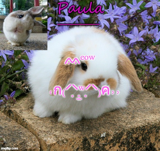 cat gwoup :3 | ᨐᵉᵒʷ; ˓ก₍⸍⸌̣ʷ̣̫⸍̣⸌₎ค˒˒ | image tagged in paula bunny template 3 | made w/ Imgflip meme maker