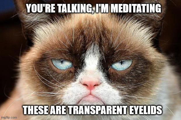 Grumpy Cat Not Amused Meme | YOU'RE TALKING, I'M MEDITATING; THESE ARE TRANSPARENT EYELIDS | image tagged in memes,grumpy cat not amused,grumpy cat | made w/ Imgflip meme maker