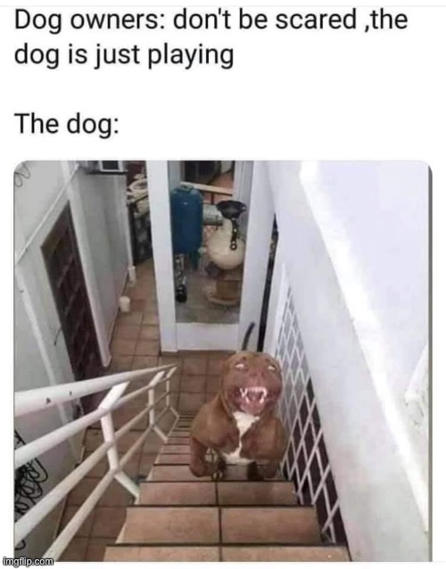 yikers | image tagged in dog,scary,pitbull,pitbulls,reposts,playing | made w/ Imgflip meme maker