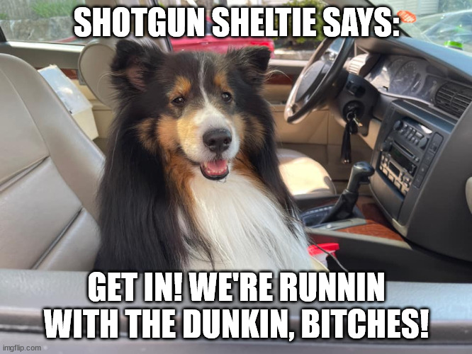 SHOTGUN SHELTIE SAYS:; GET IN! WE'RE RUNNIN WITH THE DUNKIN, BITCHES! | image tagged in shelties,shotgunsheltie,doghumor,dogs | made w/ Imgflip meme maker