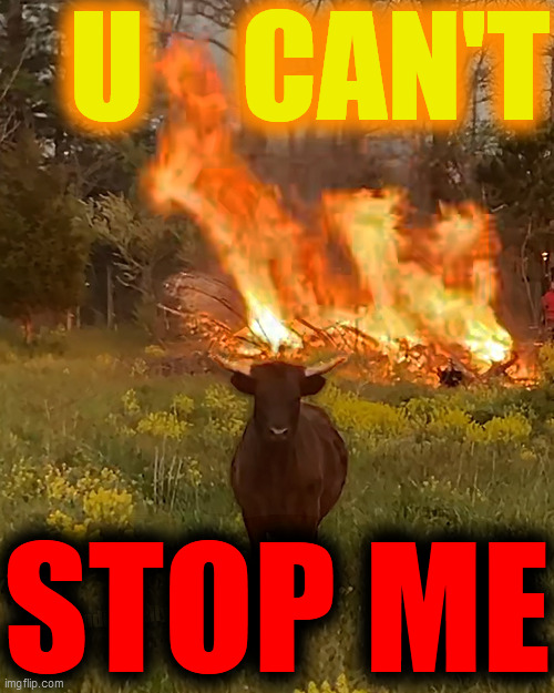 Fire Cow | U    CAN'T STOP ME | image tagged in fire cow | made w/ Imgflip meme maker