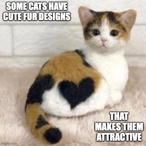 Cat With Heart in Fur | SOME CATS HAVE CUTE FUR DESIGNS; THAT MAKES THEM ATTRACTIVE | image tagged in heart,memes,cats | made w/ Imgflip meme maker