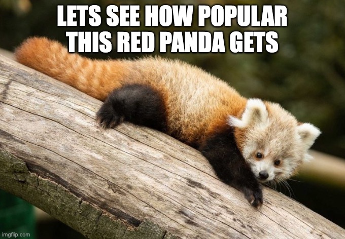 RED PANDA | LETS SEE HOW POPULAR THIS RED PANDA GETS | image tagged in cuteness overload | made w/ Imgflip meme maker