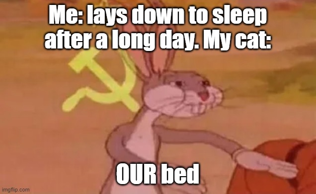 Bugs bunny communist | Me: lays down to sleep after a long day. My cat:; OUR bed | image tagged in bugs bunny communist | made w/ Imgflip meme maker
