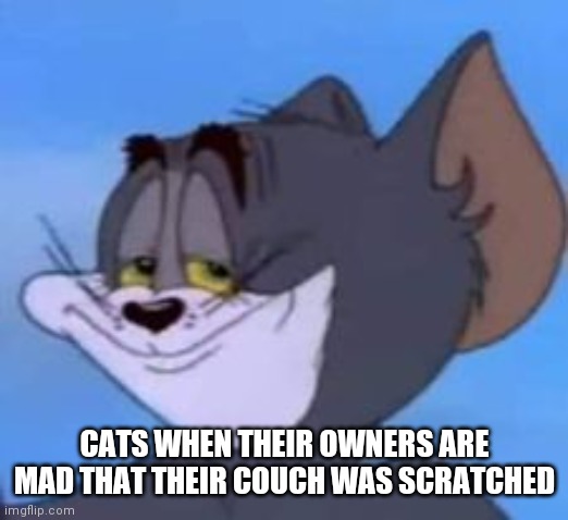 Tom Grim | CATS WHEN THEIR OWNERS ARE MAD THAT THEIR COUCH WAS SCRATCHED | image tagged in tom grim | made w/ Imgflip meme maker