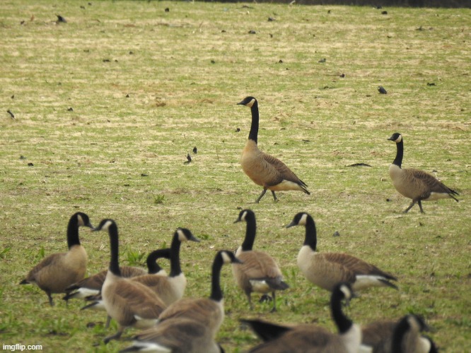 Dusky Canada Goose aka Brandt's Goose | image tagged in dusky canada goose | made w/ Imgflip meme maker