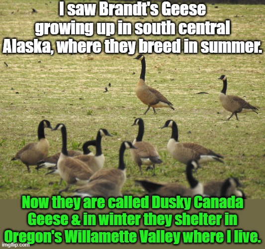 Did they follow me? |  I saw Brandt's Geese growing up in south central Alaska, where they breed in summer. Now they are called Dusky Canada Geese & in winter they shelter in Oregon's Willamette Valley where I live. | image tagged in dusky canada goose,alaska,oregon,migration,subspecies | made w/ Imgflip meme maker