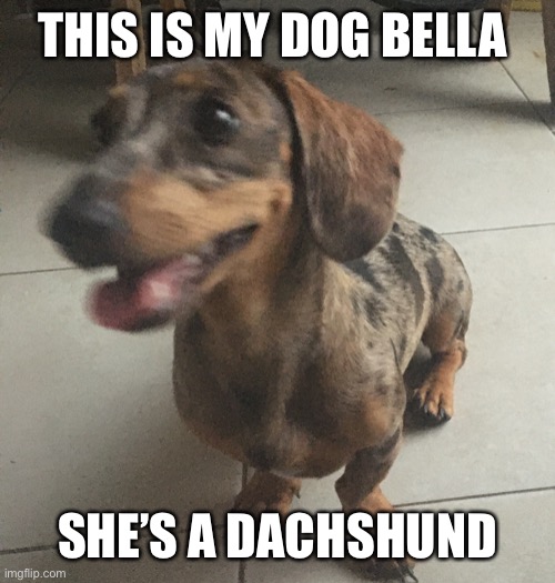 THIS IS MY DOG BELLA SHE’S A DACHSHUND | made w/ Imgflip meme maker