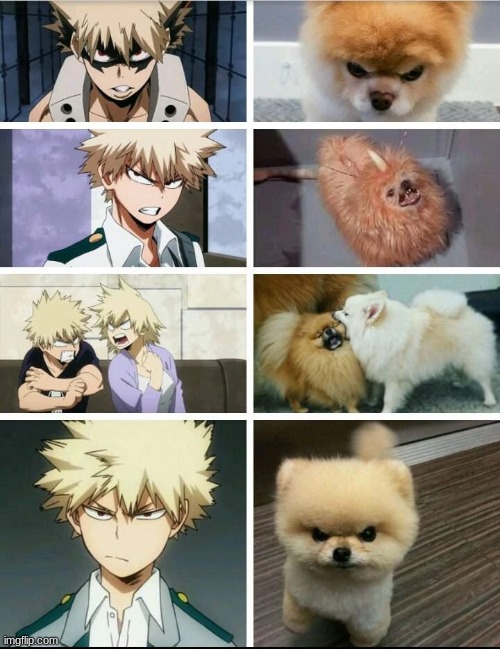 he just an angry pomeranian XD | made w/ Imgflip meme maker