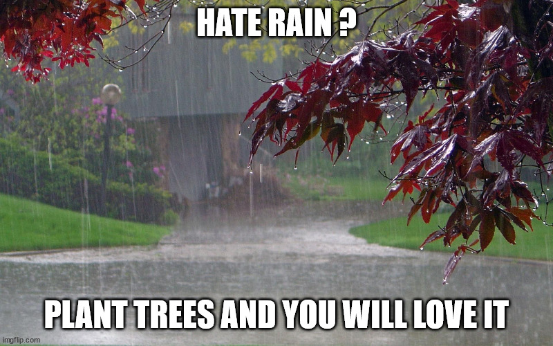 Rain | HATE RAIN ? PLANT TREES AND YOU WILL LOVE IT | image tagged in rainy day,fun,nature,tree,climate change,feelings | made w/ Imgflip meme maker