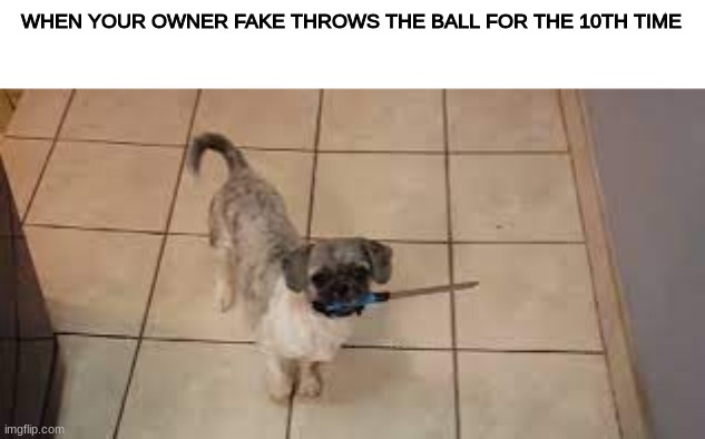 WHEN YOUR OWNER FAKE THROWS THE BALL FOR THE 10TH TIME | image tagged in funny dogs | made w/ Imgflip meme maker