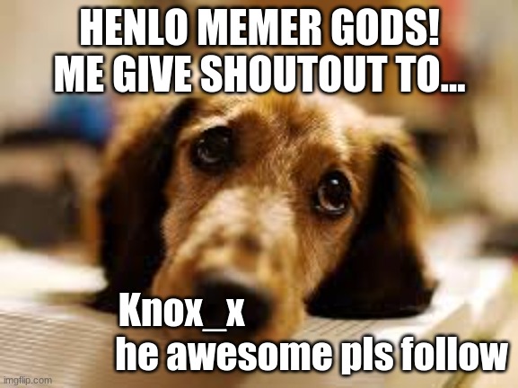 Shoutout! | HENLO MEMER GODS! ME GIVE SHOUTOUT TO... Knox_x                                    he awesome pls follow | image tagged in cute dog | made w/ Imgflip meme maker