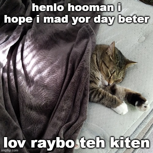 i hop i mad yor day beter hooman | henlo hooman i hope i mad yor day beter; lov raybo teh kiten | image tagged in cats,rule,the,internet | made w/ Imgflip meme maker