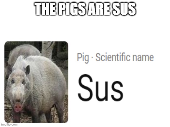 THE PIGS ARE SUS | image tagged in pigs | made w/ Imgflip meme maker
