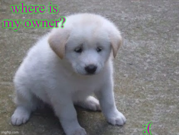 Sad, sad doggo :'( | where is my owner? :( | image tagged in sad sad doggo ' | made w/ Imgflip meme maker