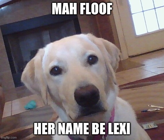 MAH FLOOF; HER NAME BE LEXI | image tagged in dog | made w/ Imgflip meme maker