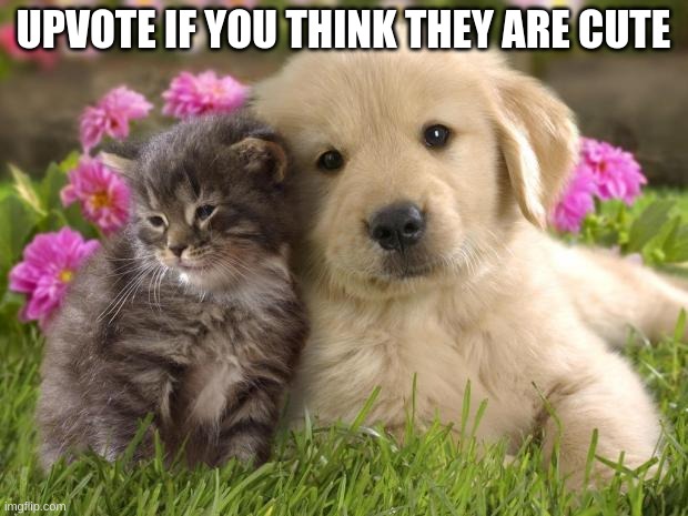 If you don't upvote, you're a monster >:( | UPVOTE IF YOU THINK THEY ARE CUTE | image tagged in puppies and kittens,cute,upvote if you agree,adorable,upvotes | made w/ Imgflip meme maker