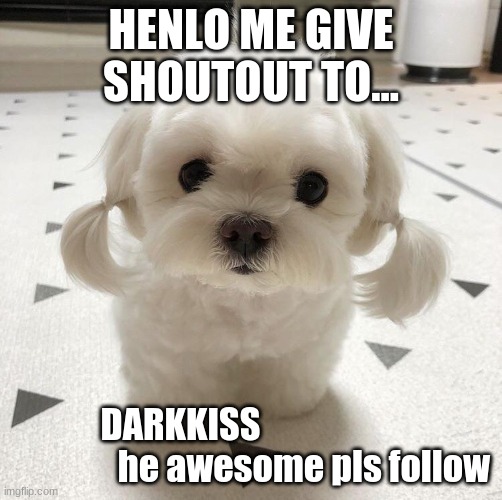 Shoutout! | HENLO ME GIVE SHOUTOUT TO... DARKKISS                                    he awesome pls follow | image tagged in cute dog | made w/ Imgflip meme maker