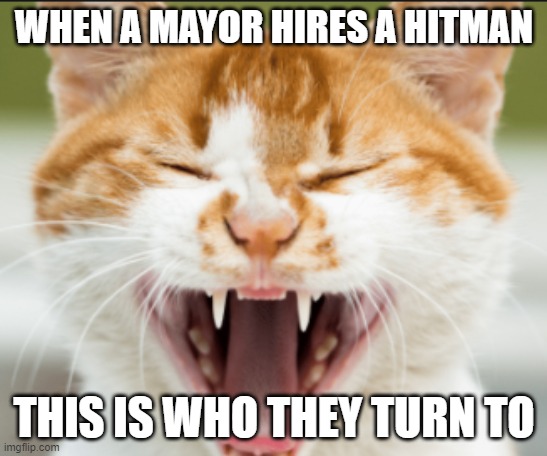 When a cat goes mad | WHEN A MAYOR HIRES A HITMAN; THIS IS WHO THEY TURN TO | image tagged in cats | made w/ Imgflip meme maker