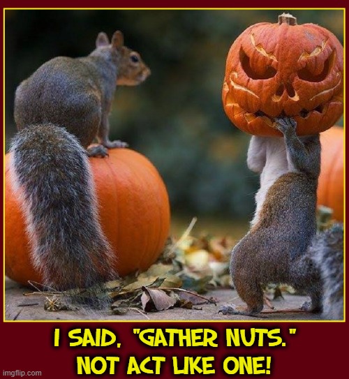 Oh, those crazy squirrels! |  I SAID, "GATHER NUTS."
NOT ACT LIKE ONE! | image tagged in vince vance,squirrels,cute animals,funny animal meme,pumpkins,nuts | made w/ Imgflip meme maker
