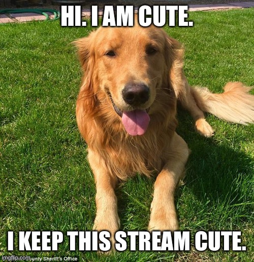 Golden retriever | HI. I AM CUTE. I KEEP THIS STREAM CUTE. | image tagged in golden retriever,dogs,cute dog | made w/ Imgflip meme maker