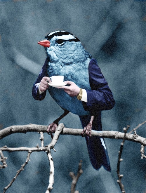 High Quality coffee bird Blank Meme Template