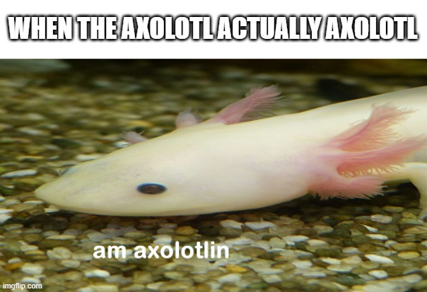 Axolotl | WHEN THE AXOLOTL ACTUALLY AXOLOTL | image tagged in axolotl,animals,animal,funny animals,meme,memes | made w/ Imgflip meme maker