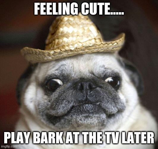 pug life | FEELING CUTE..... PLAY BARK AT THE TV LATER | image tagged in pug life | made w/ Imgflip meme maker
