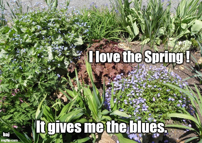 I love the Spring ! | baj | image tagged in springtime,blue flowers,the blues | made w/ Imgflip meme maker