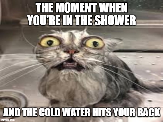 water | THE MOMENT WHEN YOU'RE IN THE SHOWER; AND THE COLD WATER HITS YOUR BACK | image tagged in cold,shower,cat | made w/ Imgflip meme maker